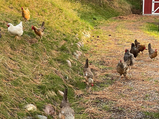 Spring is FINALLY coming to our Montana homestead!