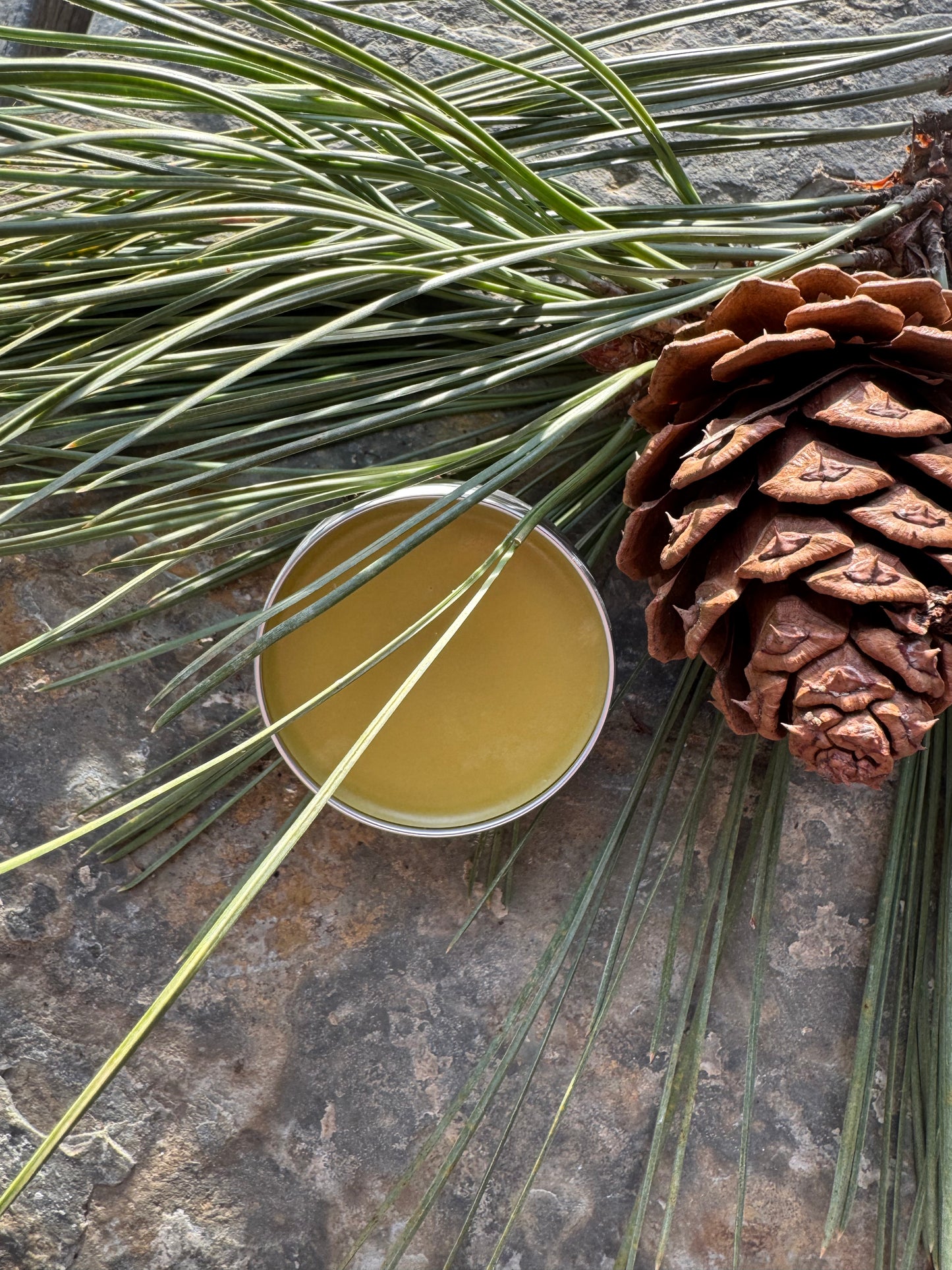 Fresh Ponderosa Pine Needle Salve