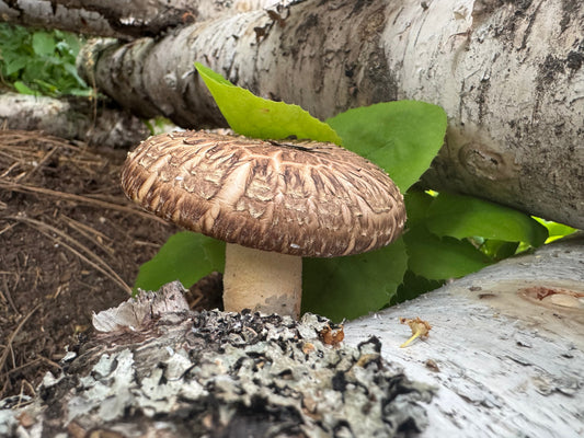 Dead logs?  Or undiscovered treasures in the making?