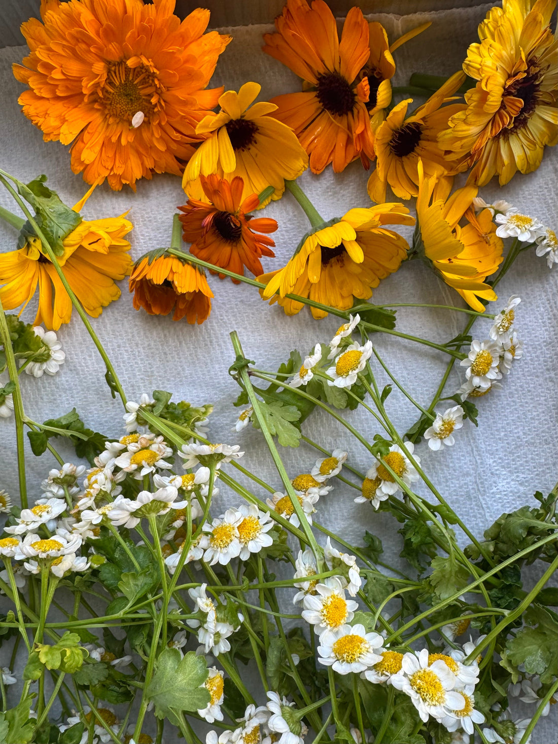 Medicinal Plants That Heal Series (PART 1)