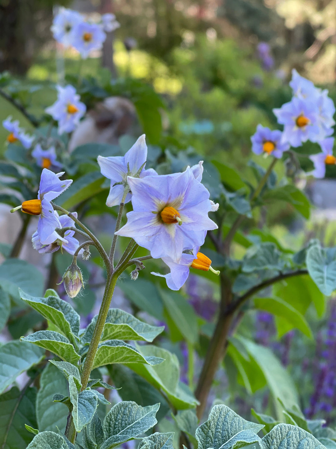 Medicinal Plants That Heal Series (PART 2)